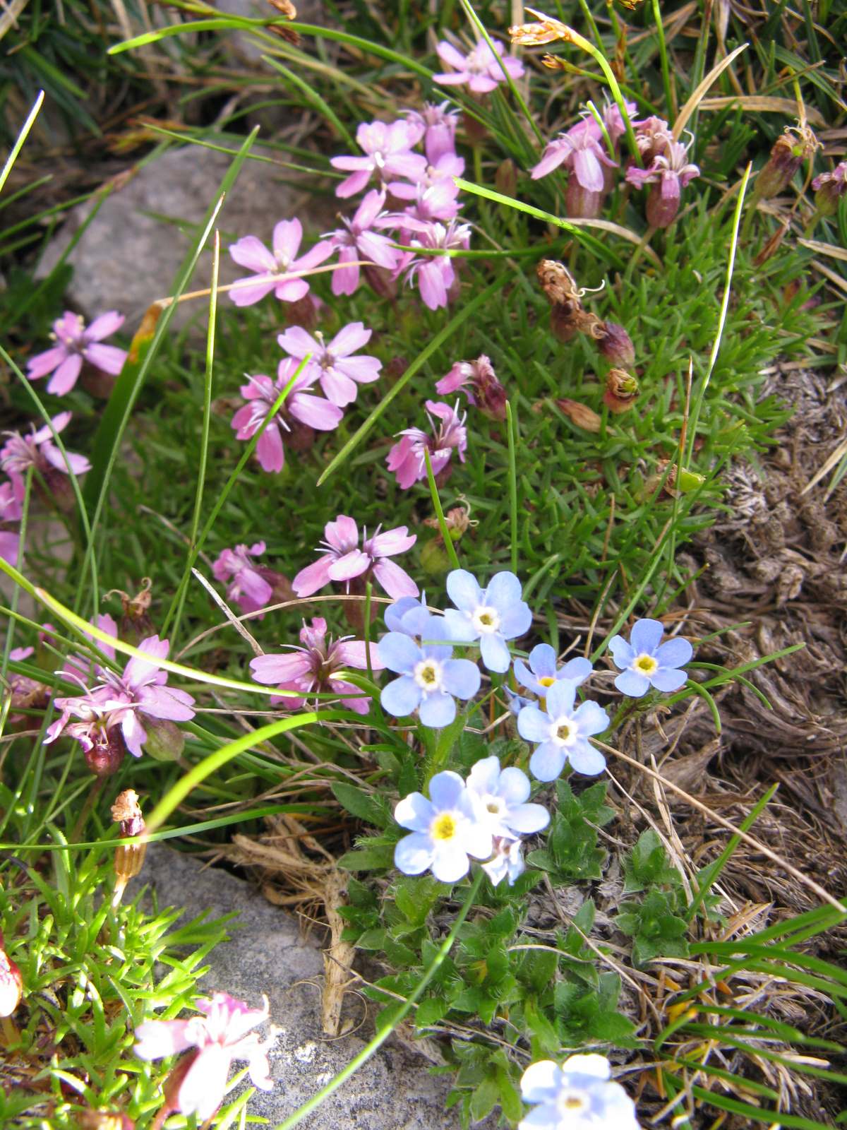 Eritrichium nanum / Miosotide nano